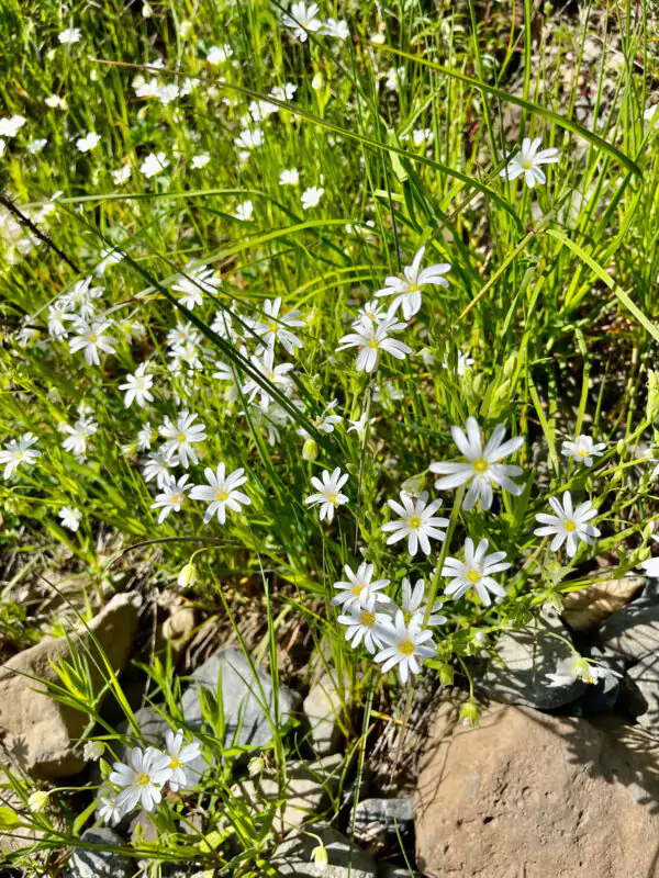 Steinmiere im Steinbruch