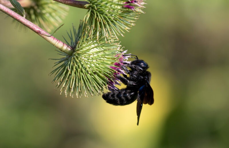 Wegweisendes Basis-Indikatoren-Set für Biodiversität